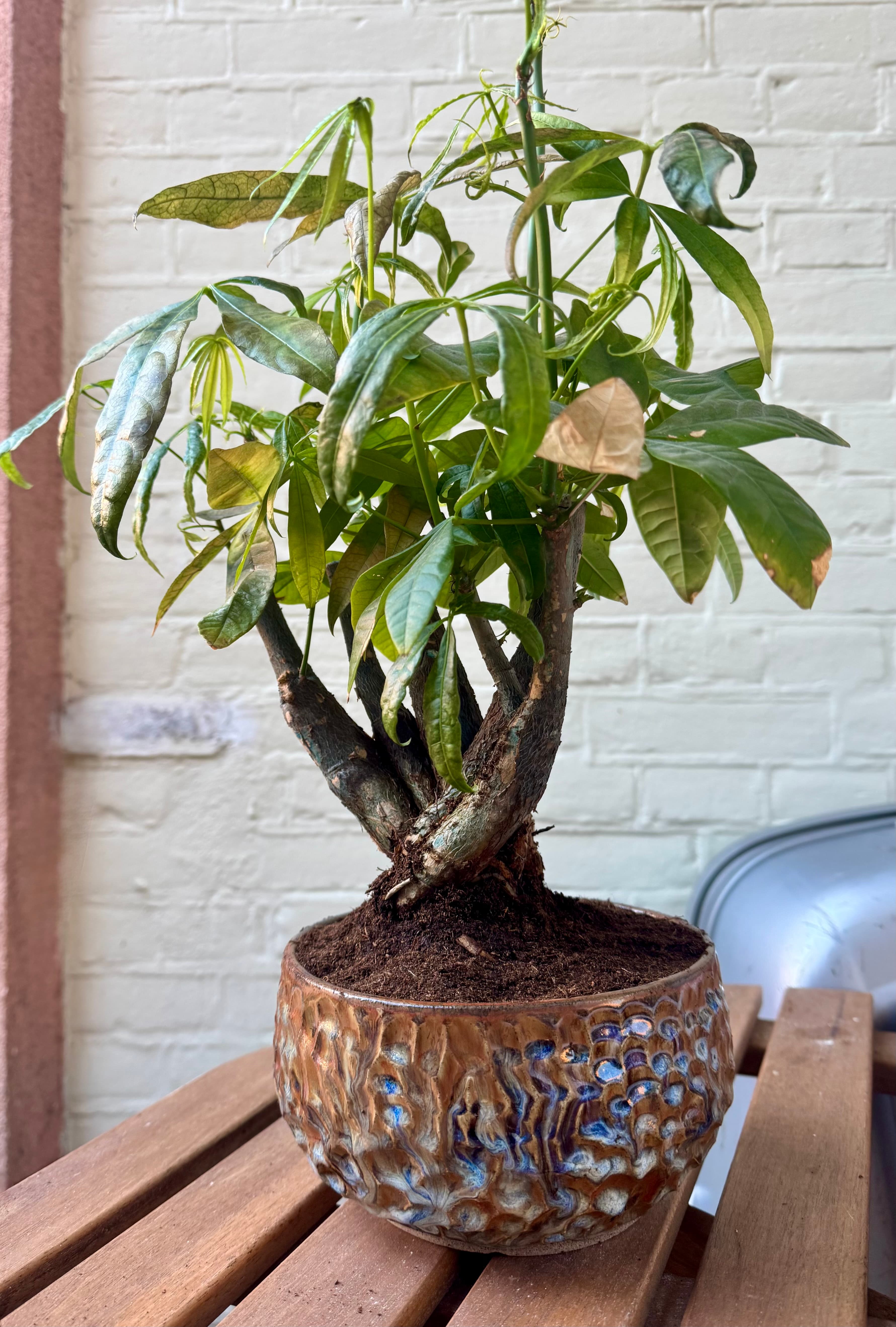 Plant pot earthy tone